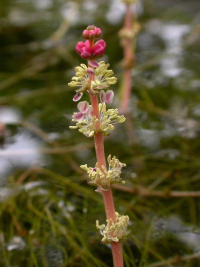 Myriophyllum spicatum,