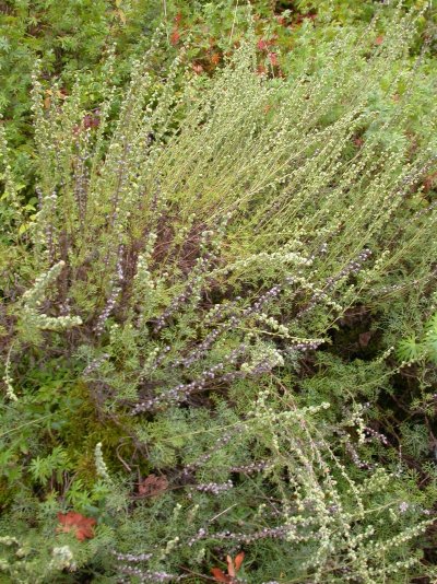 Artemisia alba 