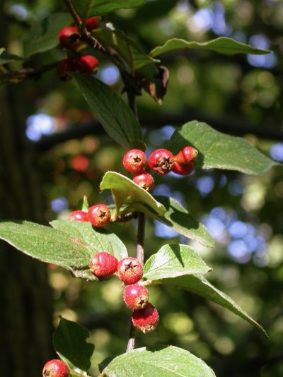 Cotoneaster obscurus