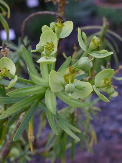 Euphorbia obtusifolia 