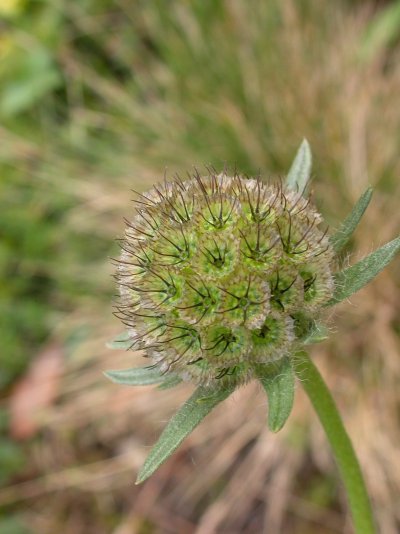 Lomelosia caucasica (= Scabiosa caucasica)