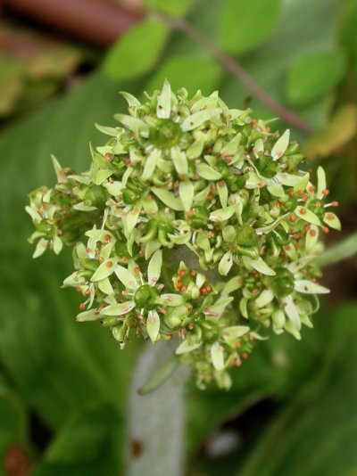 Micranthes pensylvanica (=Saxifraga pensylvanica) - Blütte