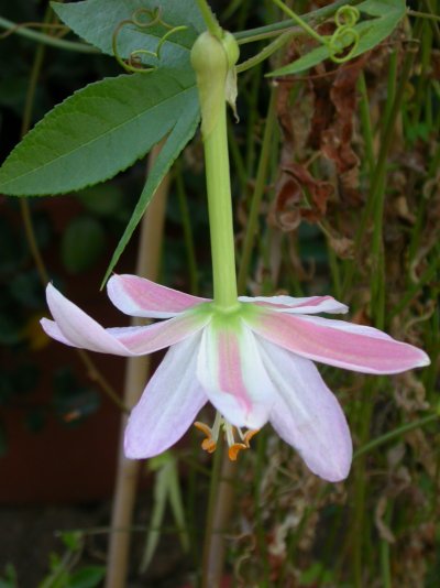 Passiflora mollissima