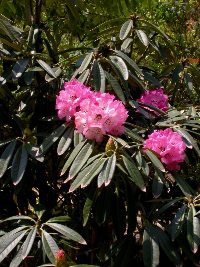 Rhododendron arboreum var. cinnamomeum