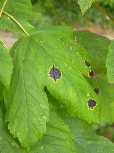 Rhytisma acerinum auf Acer pseudoplatanus