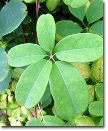 Akebia quinata Akebia quinata