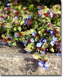 Ceratostigma plumbaginoides Ceratostigma plumbaginoides