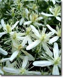 Clematis terniflora Clematis terniflora