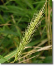 Hordelymus europaeus Hordelymus europaeus