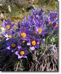 Pulsatilla vulgaris Pulsatilla vulgaris