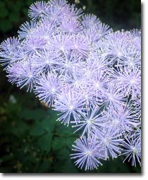 Thalictrum aquilegiifolium Thalictrum aquilegiifolium