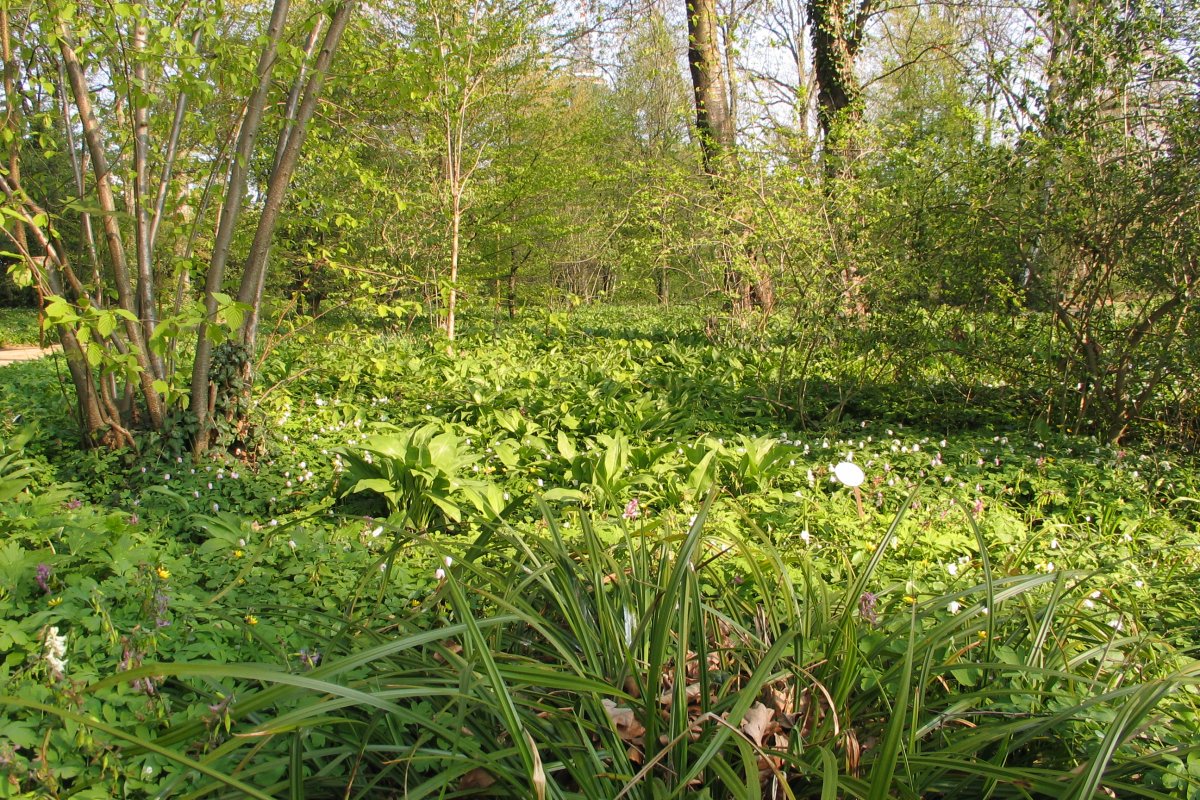 EichenHainbuchenMischwald / Botanischer Garten Frankfurt
