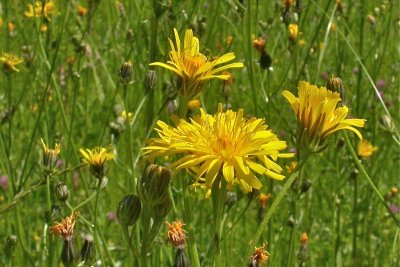 Crepis biennis, Crepis biennis,