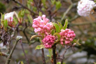 Viburnum farreri Viburnum farreri