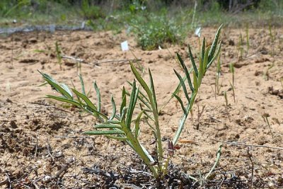 Die Jungpflanzen der Sand-Silberscharte machen einen vitalen Eindruck, werden aber in diesem Jahr noch nicht zur Blüte gelangen. 