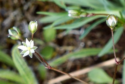 Fünfmänniger Spörgel (Spergula pentandra) fruchtend  am 21. Mai (Foto: Schmidt).