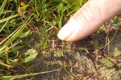 Die im Frühling gesetzten Zwerggraspflanzen konnten sich erfolgreich vermehren, es sind bereits Keimlinge zu sehen.