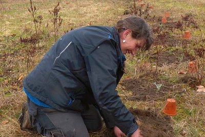 Gärtnerin  Dorothea Lutz vom Kloster Lorsch sorgt für eine fachgerechte Pflanzung …