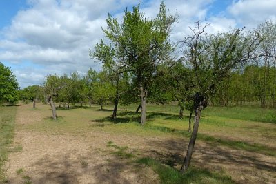 Lückige sandige Flächen mit Streuobst weisen stellenweise reiche Bestände des Zwerggrases auf.