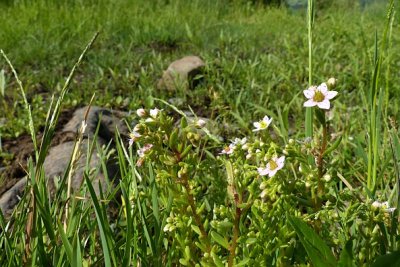 Blühende Pflanzen der Sumpf-Fetthenne (Sedum villosum) aus der vorherigen Ansiedlung auf der Seifertser Hute.