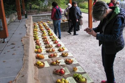 Die Apfelsortenschau mit ca. 90 verschiedenen alten lokalen Sorten - auch einige Birnensorten waren dabei.