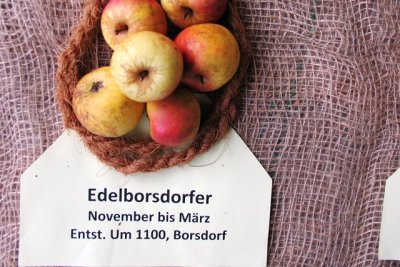 Der Edelborsdorfer – die älteste, sicher dokumentierte Apfelsorte in Deutschland. Kleine Frucht, edler Geschmack.