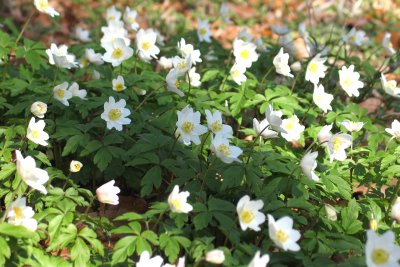 Anemone nemorosa_Busch-Windröschen