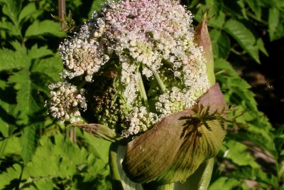 Angelica sylvestris Angelica sylvestris