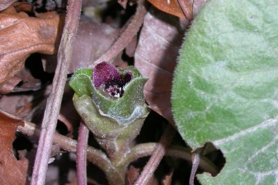 Asarum europaeum.jpg