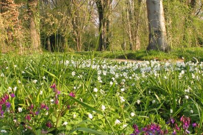 Buchenwald Botanischer Garten Frankfurt 