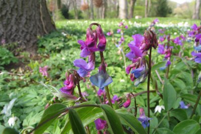 Buchwald Botanischer Garten Frankfurt