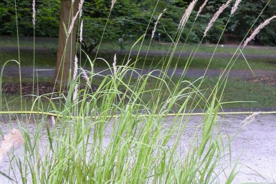 Calamagrostis rivalis Calamagrostis rivalis