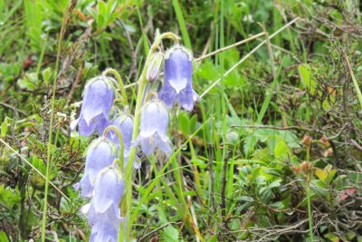 Campanula barbata
