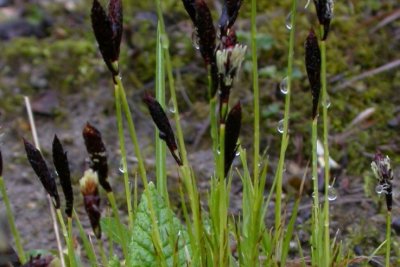 Carex montana