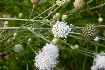 Cephalaria leucantha Cephalaria leucantha
