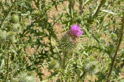 Cirsium vulgare Cirsium vulgare