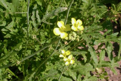 Diplotaxis tenuifolia