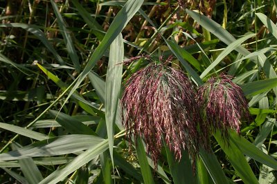 Phragmites australis