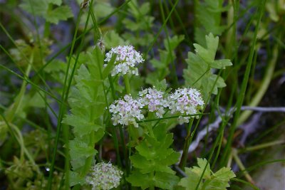 Apium repens