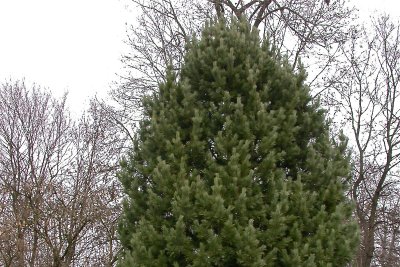 Pinus cembra