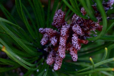 Pinus mugo subsp. mugo