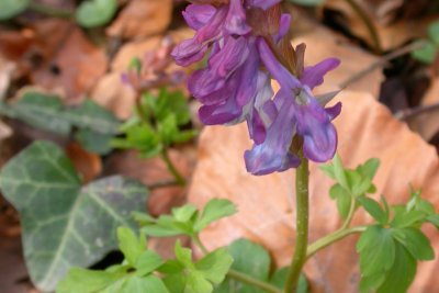 Corydalis cava