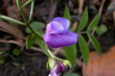 Lathyrus vernus