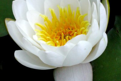 Nymphaea alba Nymphaea alba