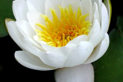 Nymphaea alba