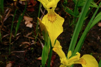 Iris pseudacorus