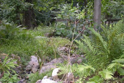 Bachauenwald