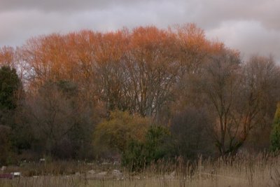 Buchenwald Botanischer Garten Frankfurt