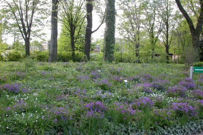 Buchenwald Botanischer Garten Frankfurt