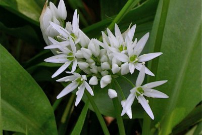 Allium ursinum